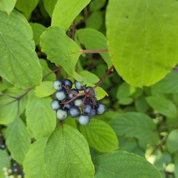 Cornus amomum Квітка