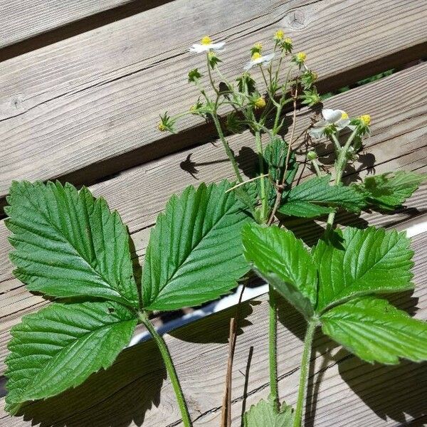 Fragaria moschata Folla