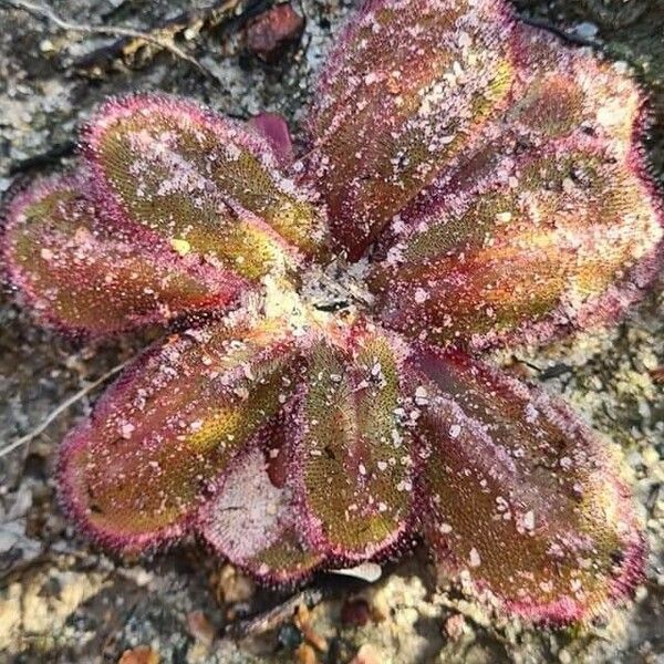 Limonium echioides Blad