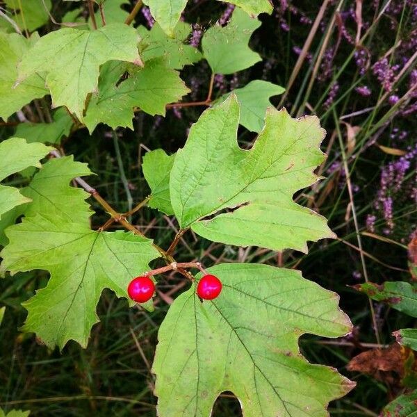 Viburnum opulus Folio