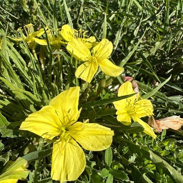 Oenothera triloba 花