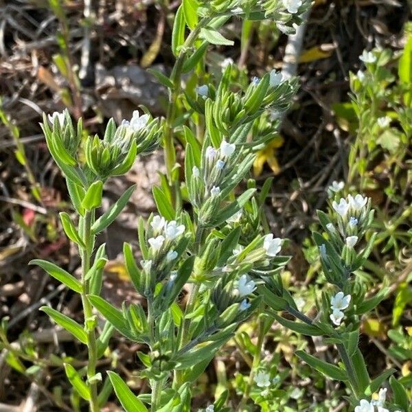 Buglossoides arvensis Blomst