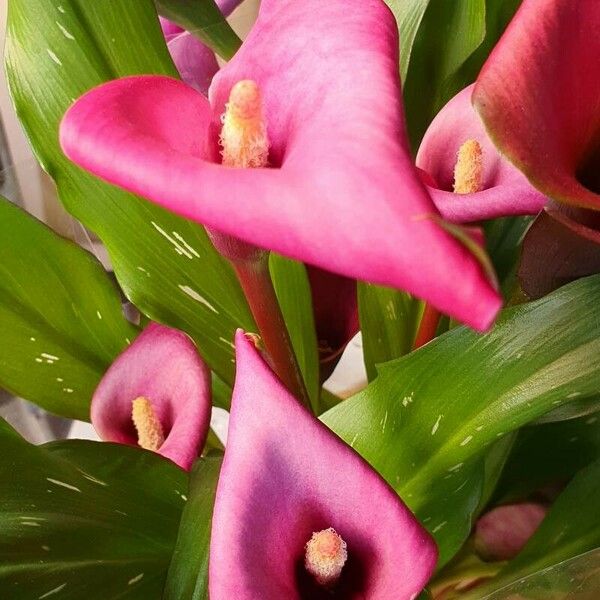 Zantedeschia rehmannii Flower