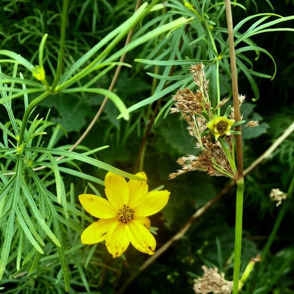 Coreopsis verticillata Flor