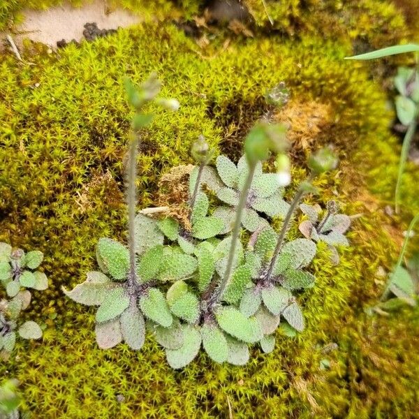 Arabidopsis thaliana Natur