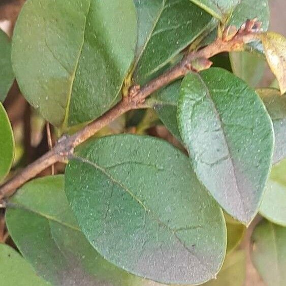 Jasminum polyanthum Лист