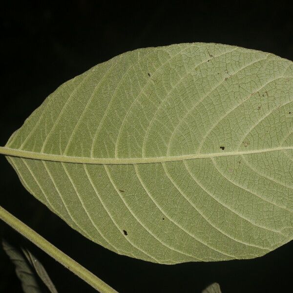 Siparuna gesnerioides Blatt