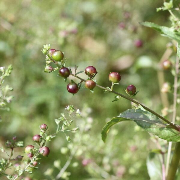 Veronica catenata Fruit