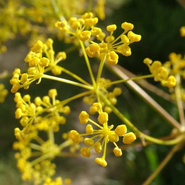 Opopanax chironium 花