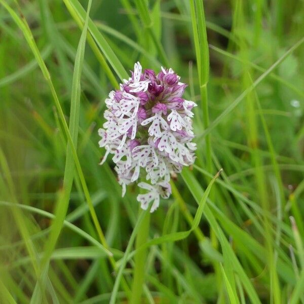 Neotinea ustulata 花