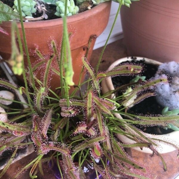 Drosera capensis Blad