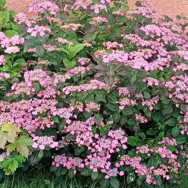 Hydrangea spp. 整株植物