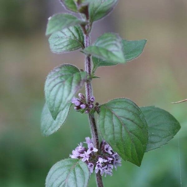 Mentha arvensis Fuelha