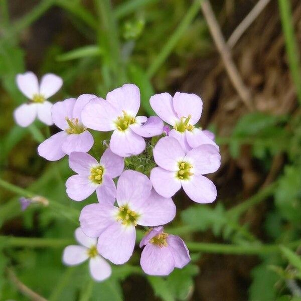 Arabidopsis arenosa Flor