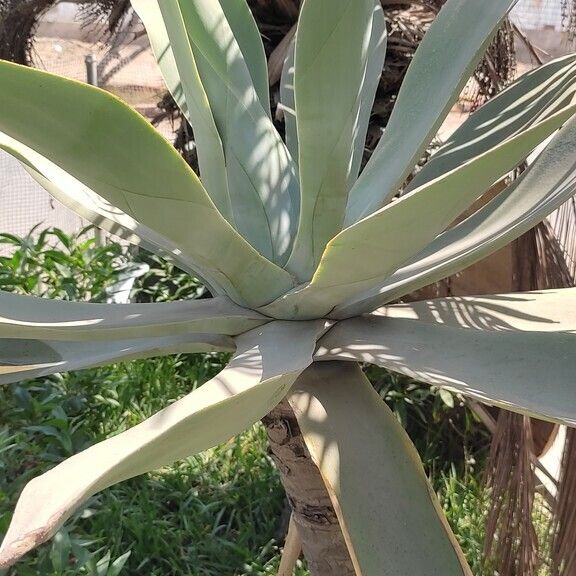 Agave weberi Feuille