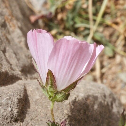 Malope malacoides 花