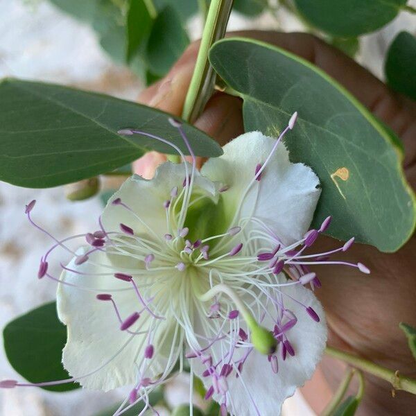 Capparis spinosa Flower