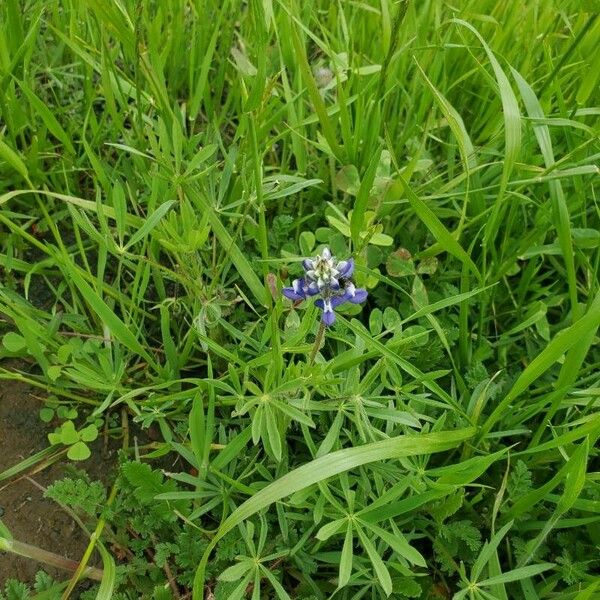 Lupinus bicolor Flor