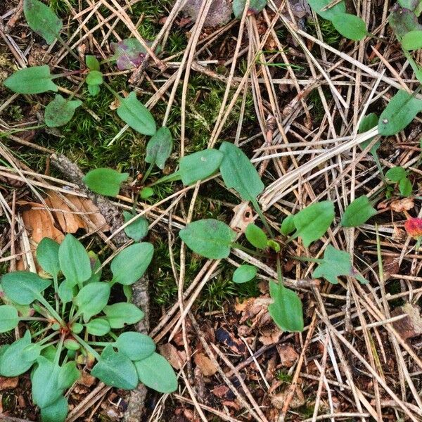 Rumex acetosella Folio