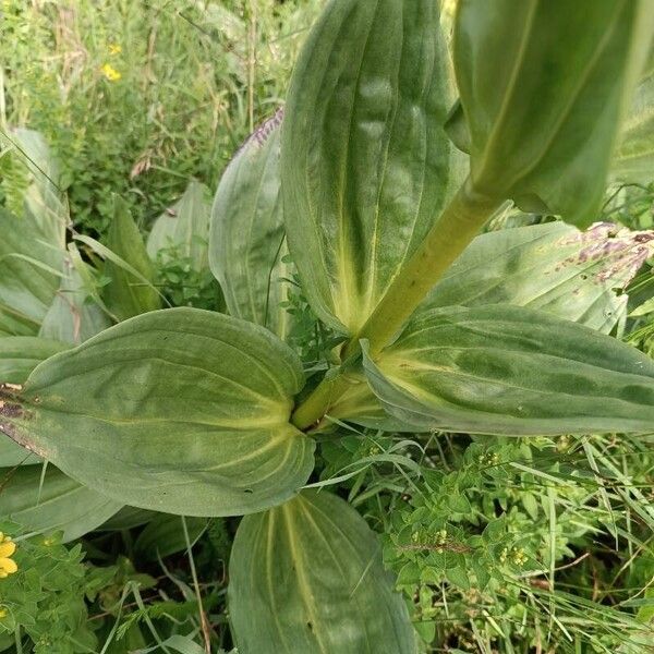 Gentiana lutea List