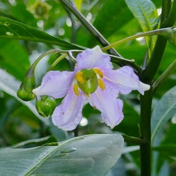 Solanum aviculare Virág