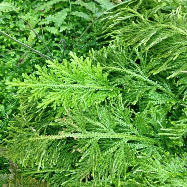 Selaginella viticulosa Levél