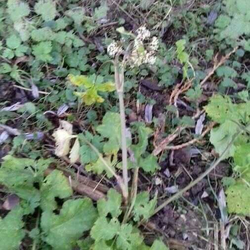 Heracleum sphondylium ശീലം