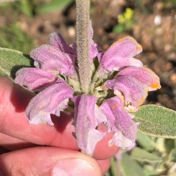 Phlomis purpurea Кветка