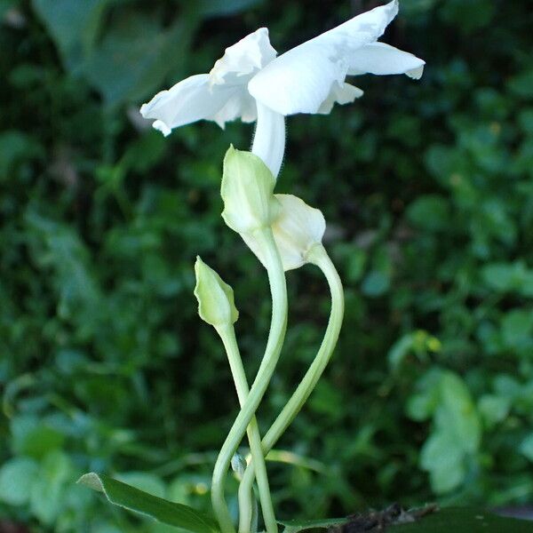 Thunbergia fragrans Flower