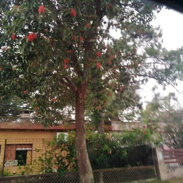 Corymbia ficifolia Blodyn