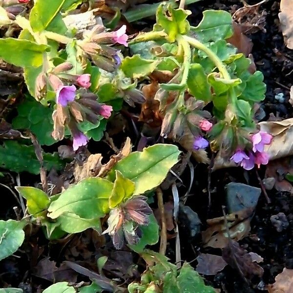 Pulmonaria obscura Агульны выгляд