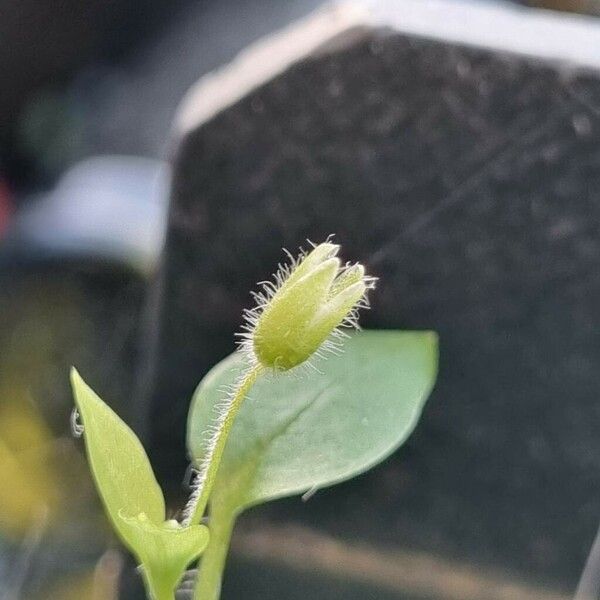 Stellaria apetala 花