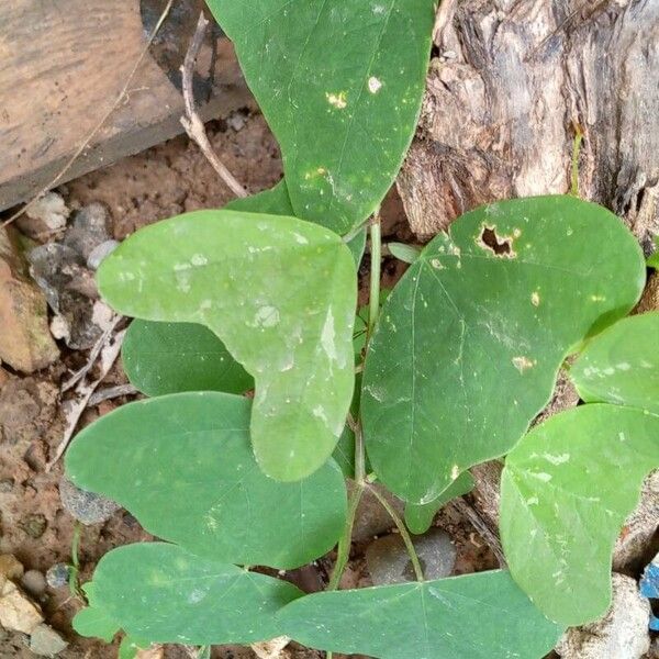 Passiflora lutea পাতা