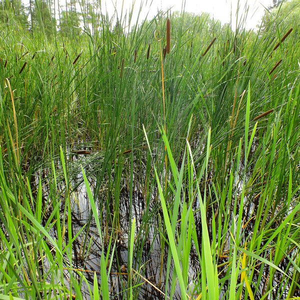 Typha angustifolia Foglia