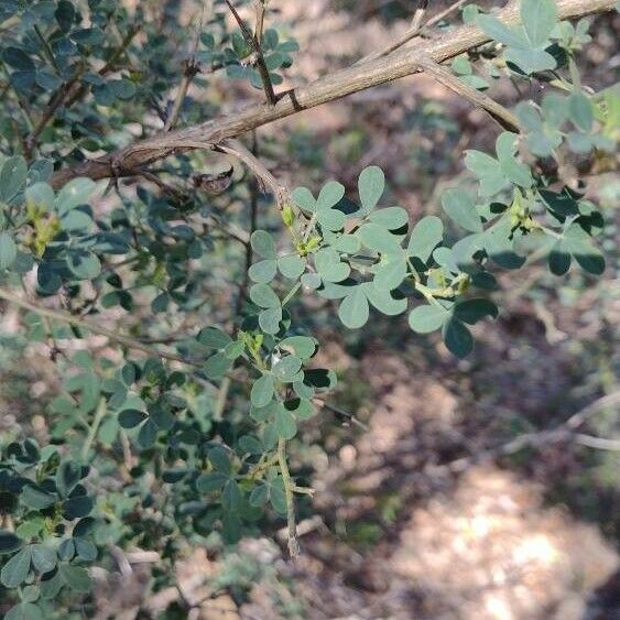 Cytisus spinosus Feuille