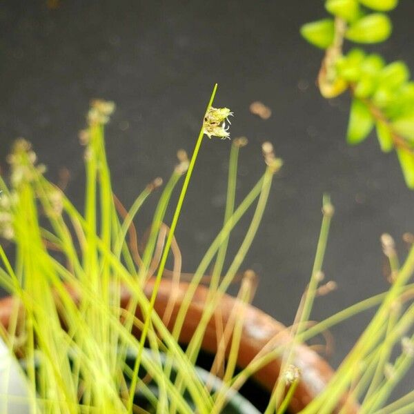 Carex flagellifera Flor