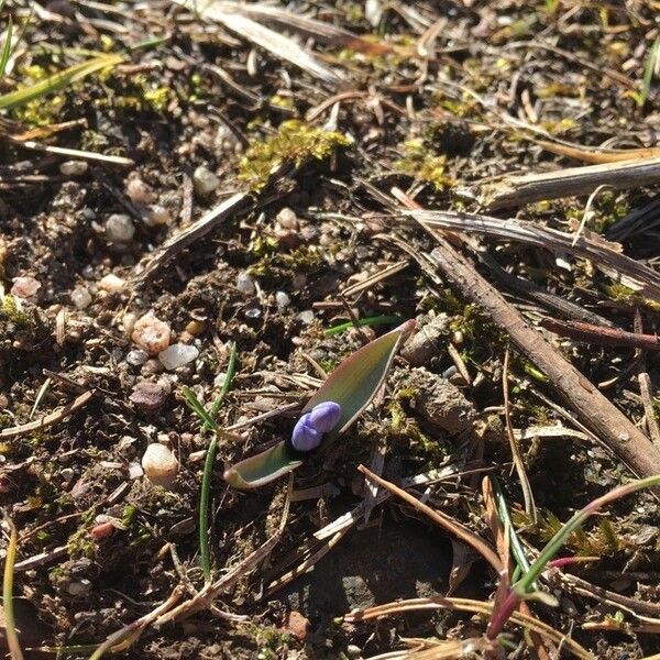 Scilla bifolia Blad