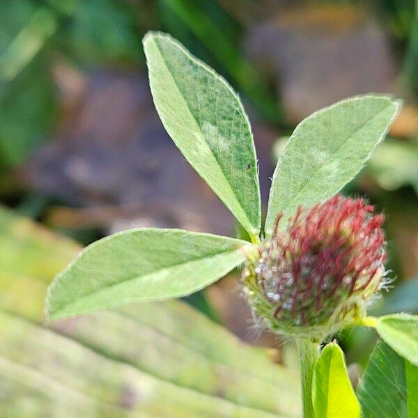 Trifolium medium Blad