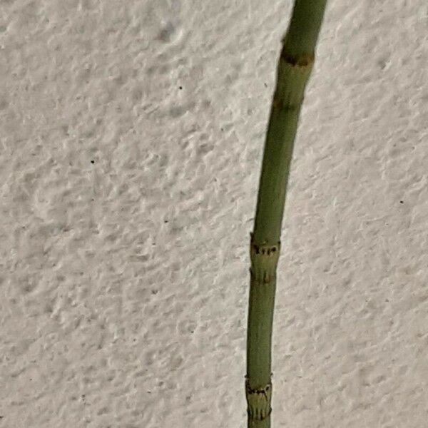 Equisetum ramosissimum Leaf