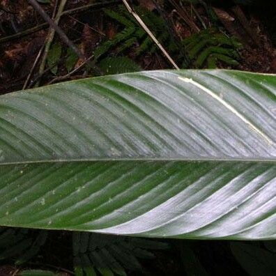 Calathea lasiostachya Leaf