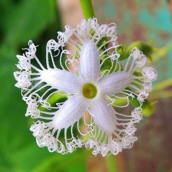 Trichosanthes cucumerina Flower