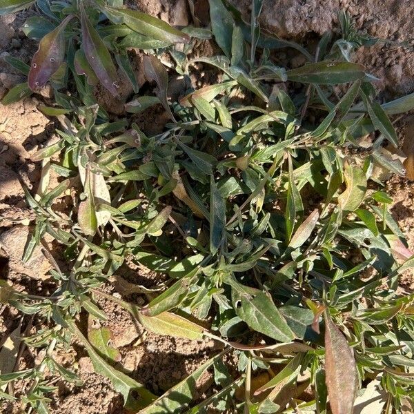 Amaranthus muricatus Hoja