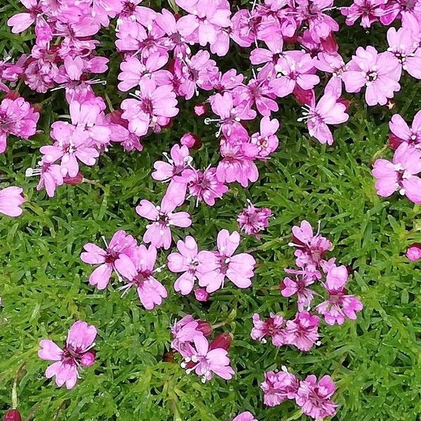 Silene acaulis Fleur