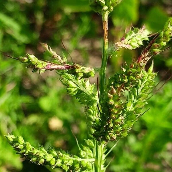 Echinochloa crus-galli 花