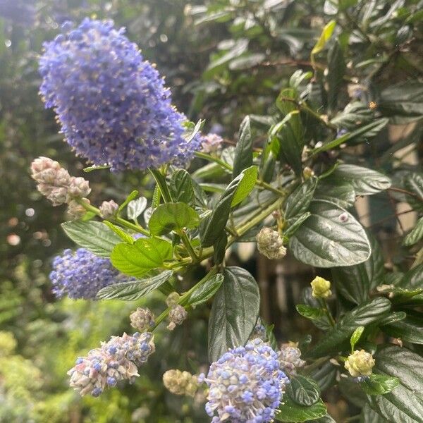 Ceanothus thyrsiflorus 花