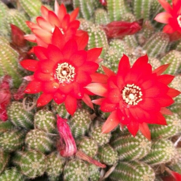 Chamaecereus silvestrii Flower