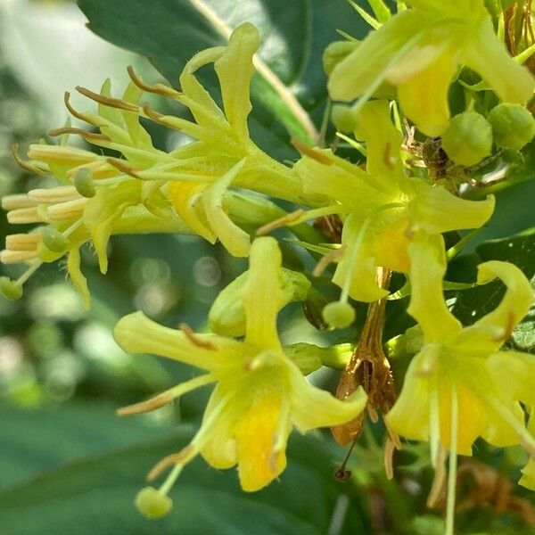 Diervilla lonicera Flors