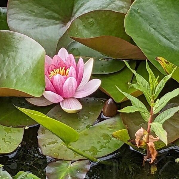 Nymphaea alba Flor