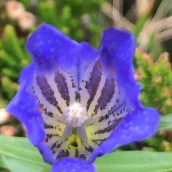 Gentiana pneumonanthe फूल