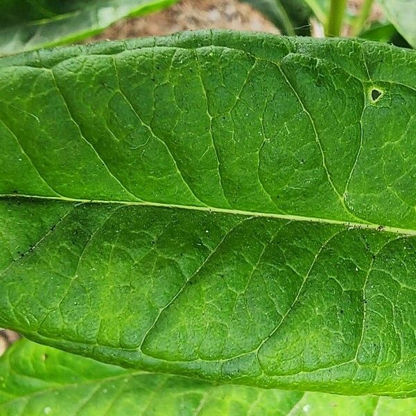 Phlox paniculata 葉